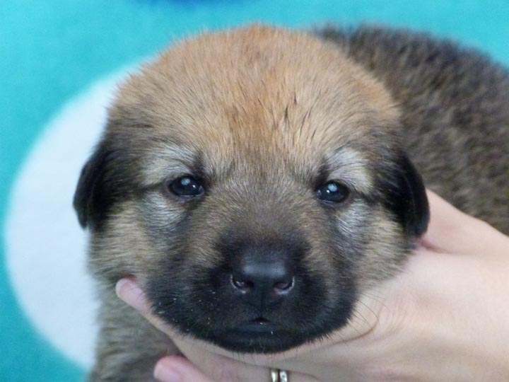 chinook puppy
